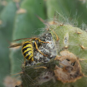 Wespe an Echinopsis