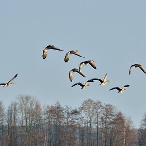 Wildgänse