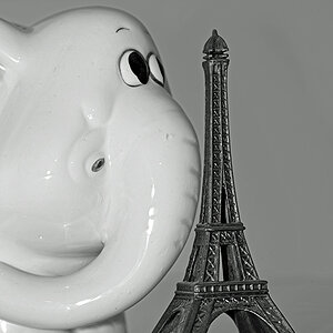 Elefant sw