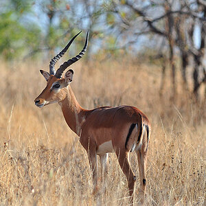 Bock, Ruaha