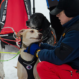 schlittenhunde beim start