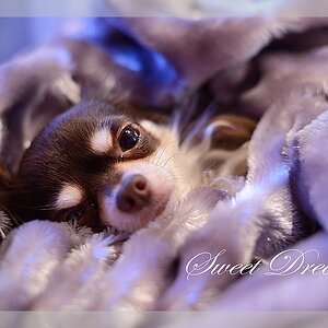 sweet dreams