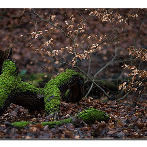 wald4