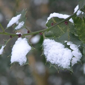 Schnee bedecktes Blatt