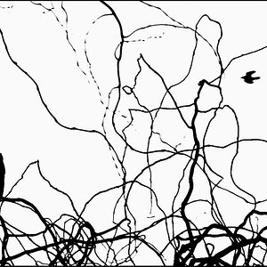 Birds bw  D7K6598