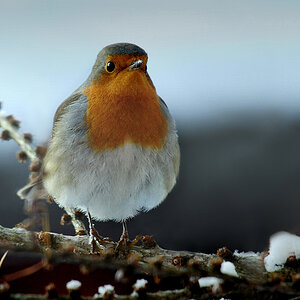DSC 8568 Rotkehlchen 1000 2