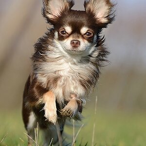 sonne