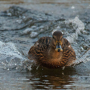 Ente Landung