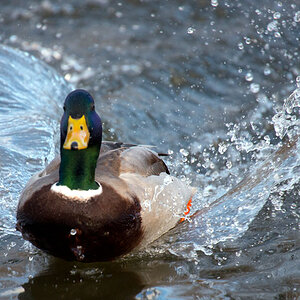 Ente Wasserung