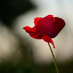 72mohn