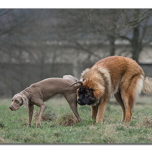 hundewinter1