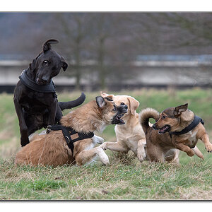 hundewinter3