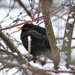 Amsel