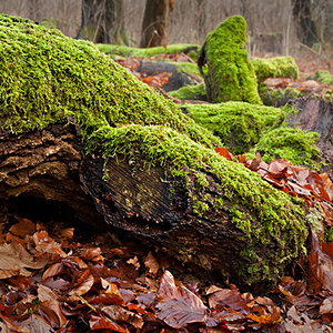 Sozusagen vor unserer Haustür liegt im Wald eine menge abgestorbenes Gehölz. Schön vermoost ist es ein Hingucker.