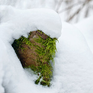 Das vermooste Gehölz bei uns im Wald schaute an einigen Stellen vorwitzig durch die Schneedecke.
