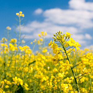 Pack die Blumen in den Tank, Raps.