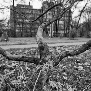 Im Botanischen Garten Heidelberg, Dez. 2013