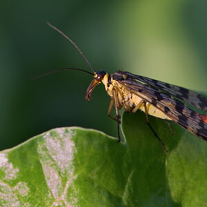 394skorpionsfliege