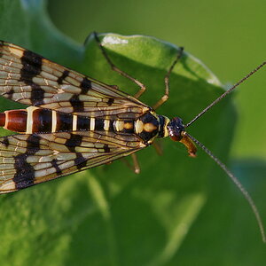 428skorpionsfliege