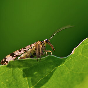 617skorpionsfliege