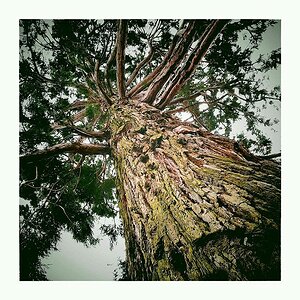 Sequoiadendron giganteum
