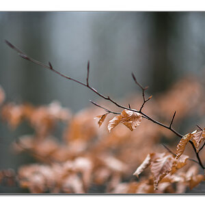 wald10