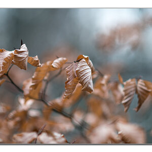 wald11
