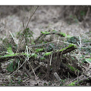 wald13
