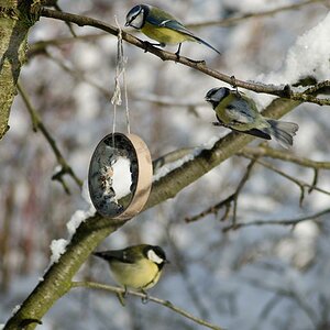 20130113 DSC7141 drei Meisen am Ring