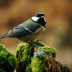 DSC 8900 Kohlmeise 1000