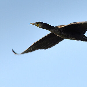 DSC 6496 Kormoran WagbachN 1000