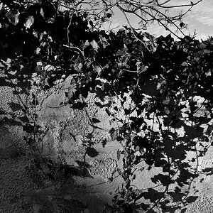hecke v1