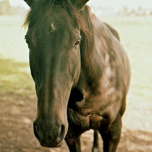 horse1