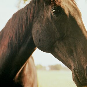 horse2
