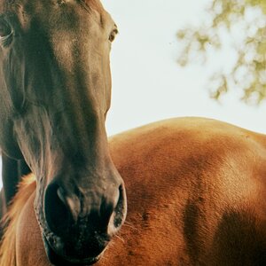 horse3