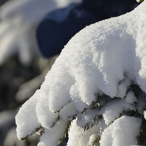 DSC4555 Schneezweig