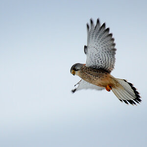 DSC 9108 Turmfalke 1000 12