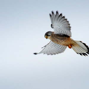 DSC 9109 Turmfalke 1000