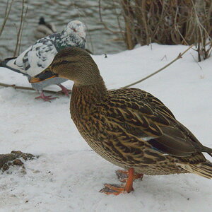 Ente mit D7000