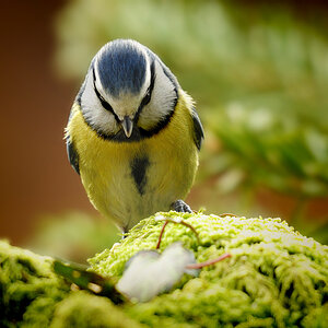 DSC 8962 Blaumeise 1000 11