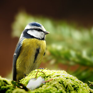 DSC 8966 Blaumeise 1000 12