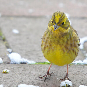 DSC 9085 khg
