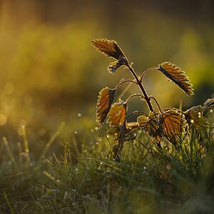 comp BdM April groß
