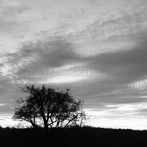 Linde in der Abenddämmerung