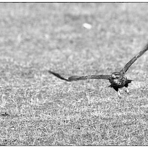 VogelDSC 7934
