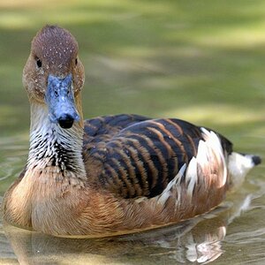Ente