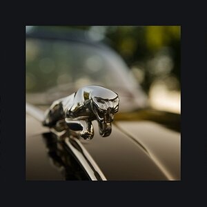 jaguar