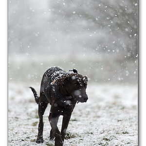 Lupi im Schnee