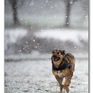 mrvi im schnee