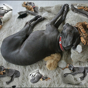 Bree Tiger Collage